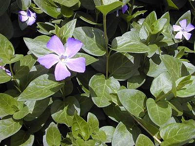 빈카 사진 - Vinca major L. Photos