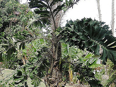 가시공작야자 사진 - Aiphanes horrida (Jacq.) Photos