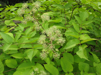 독활 사진 - Aralia cordata var. continentalis (Kitag.) Y.C.Chu Photos