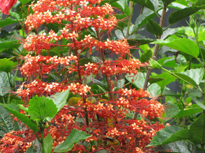 용선화 - Pagoda Flower, Pyramid flower, Temple flower, Clerodendrum paniculatum
