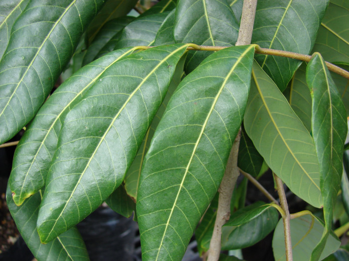 용안 - longan, Dimocarpus longan Lour.