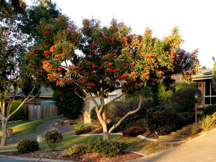 레드오크 - Queensland tree waratah, Red silky oak, Alloxylon flammeum