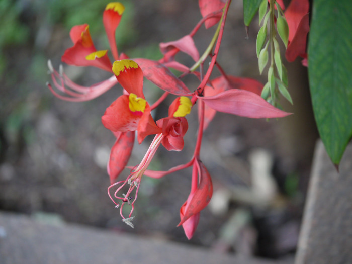 암헤르스티아 노빌리스 - Pride of Burma, Amherstia nobilis 