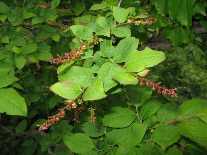 정금나무 - Vaccinium oldhamii Miq.
