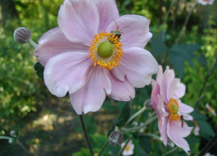 대상화 - Anemone hupehensis var. japonica (Thunb.) Bowles & Stearn