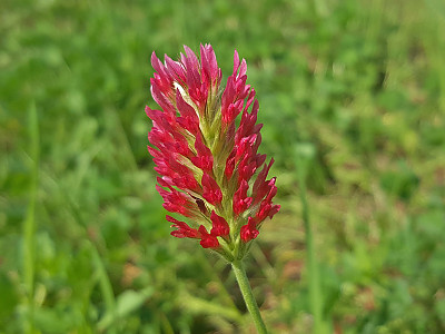 진홍토끼풀 사진 - Trifolium incarnatum L. Photos