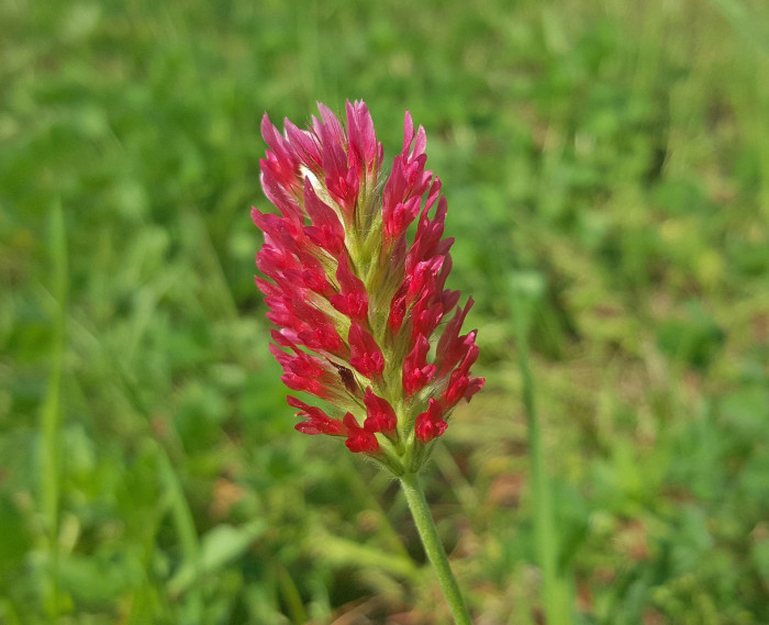 진홍토끼풀 - Crimson Clover, Trifolium incarnatum L.