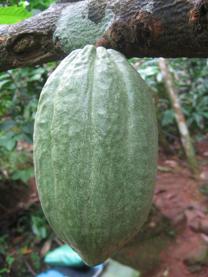 카카오 - Cacao tree, cocoa tree, Theobroma cacao