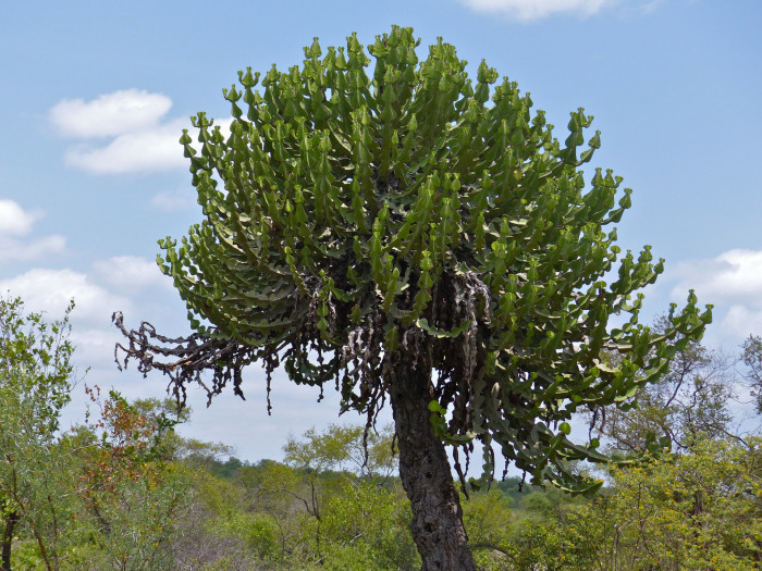 유리탑 선인장 - Transvaal candelabra tree , bushveld candelabra euphorbia, Euphorbia cooperi