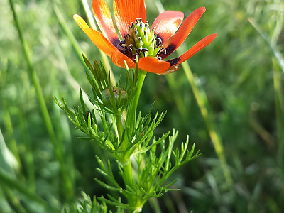 붉은복수초 사진 - Adonis aestivalis Photos