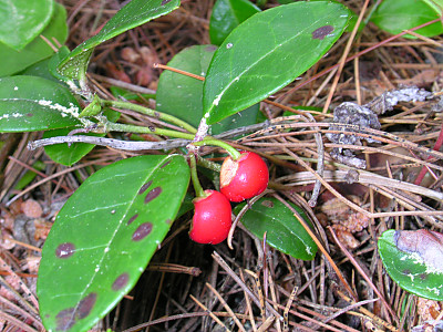 가울테리아 사진 - Gaultheria procumbens L. Photos