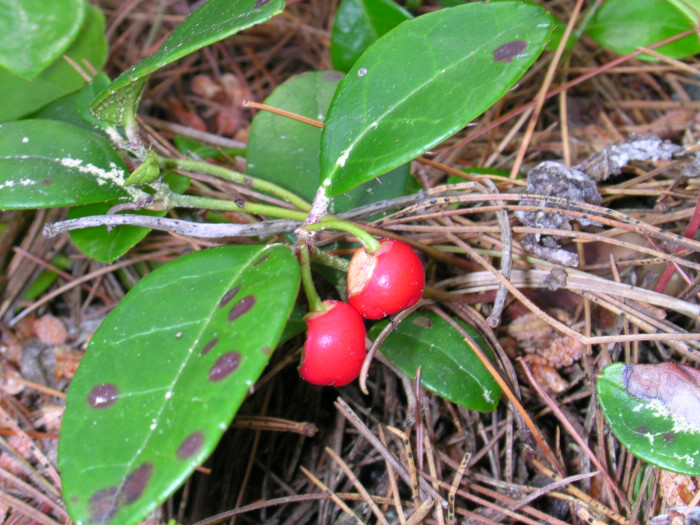 가울테리아 - Teaberry, Wintergreen, Checkerberry, Gaultheria procumbens L.