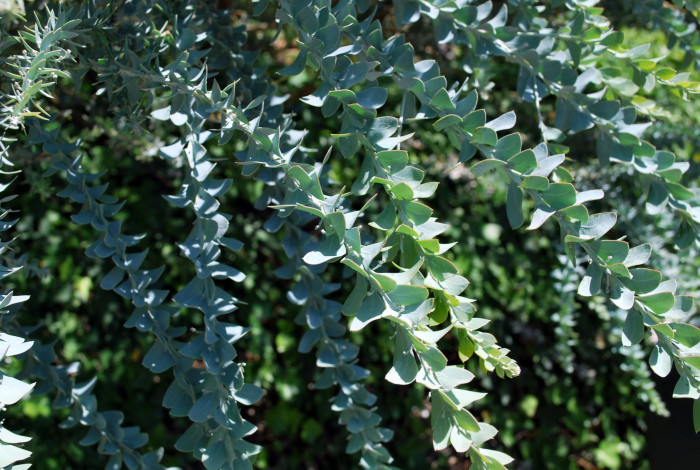 삼각잎 아카시아 - knife-leaf wattle, dogtooth wattle, half-moon wattle, golden-glow wattle, Acacia cultriformis A. Cunn. ex G. Don