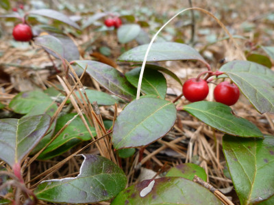 가울테리아 사진 - Gaultheria procumbens L. Photos