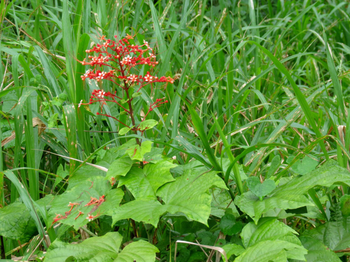 용선화 - Pagoda Flower, Pyramid flower, Temple flower, Clerodendrum paniculatum
