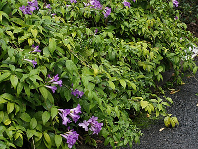 마늘덩굴 사진 - Mansoa alliacea Photos