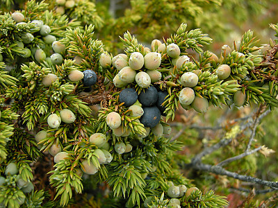 두송 사진 - Juniperus communis L. Photos