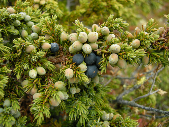 두송 - Juniperus communis L.