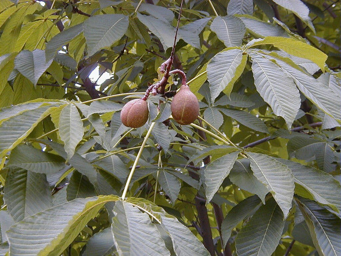 칠엽수 - -, Aesculus turbinata Blume
