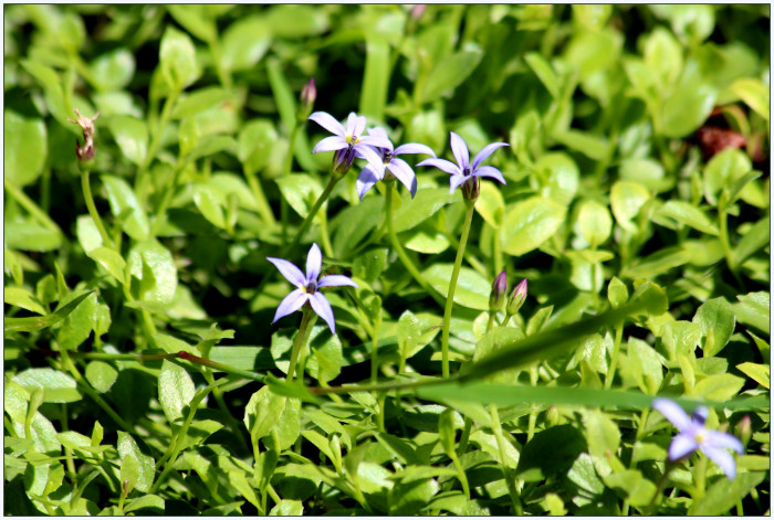 애기별꽃 - Pratia pedunculata Benth.