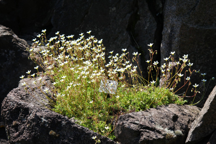 천상초 - Irish saxifrage, Saxifraga rosacea