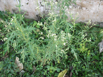돼지풀아재비 사진 - Parthenium hysterophorus L. Photos