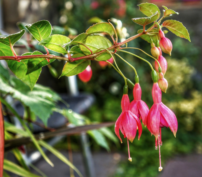 후쿠시아 - Common garden fuchsia, Fuchsia spp.