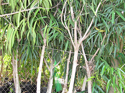 피쿠스 아리 사진 - Ficus maclellandii Photos