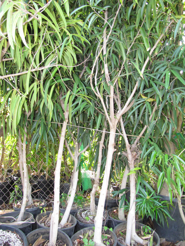 피쿠스 아리 - Ficus alii, Ficus maclellandii
