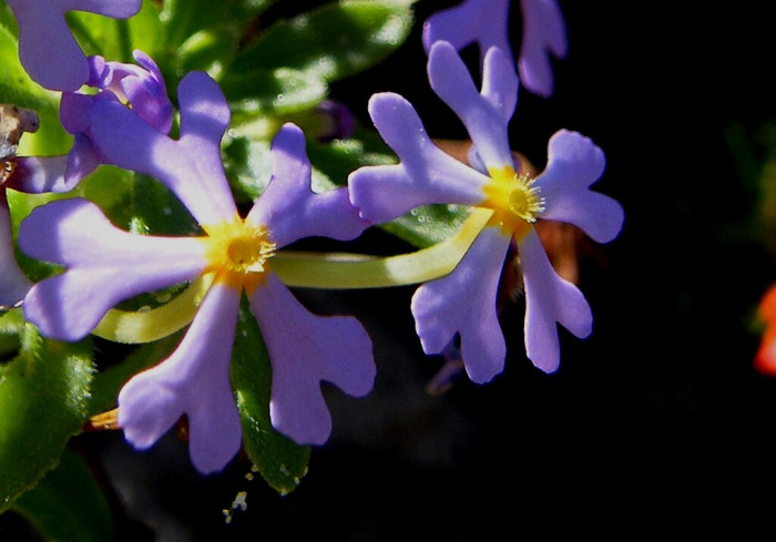자루지앙 - Night phlox, Zaluzianskya