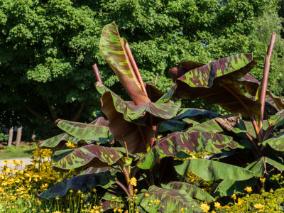 블러드 바나나 사진 - Musa acuminata var. zebrina Photos