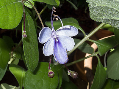 나비꽃 사진 - Clerodendrum ugandense Photos