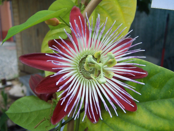 시계초 - passion flower, Passiflora caerulea