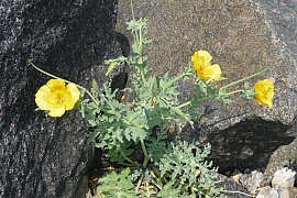 뿔양귀비 - Glaucium flavum