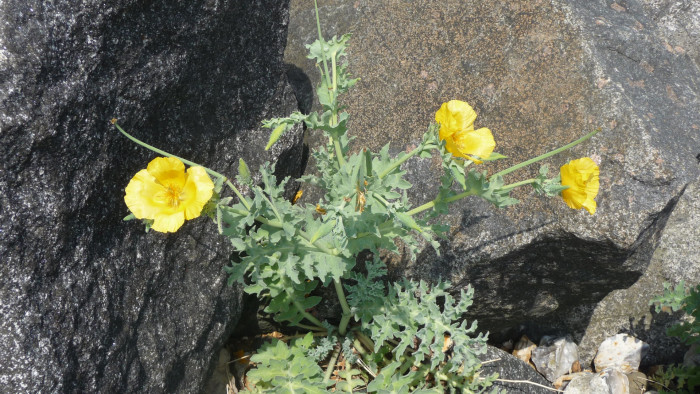 뿔양귀비 - yellow hornpoppy, sea-poppy, yellow horned poppy, Glaucium flavum