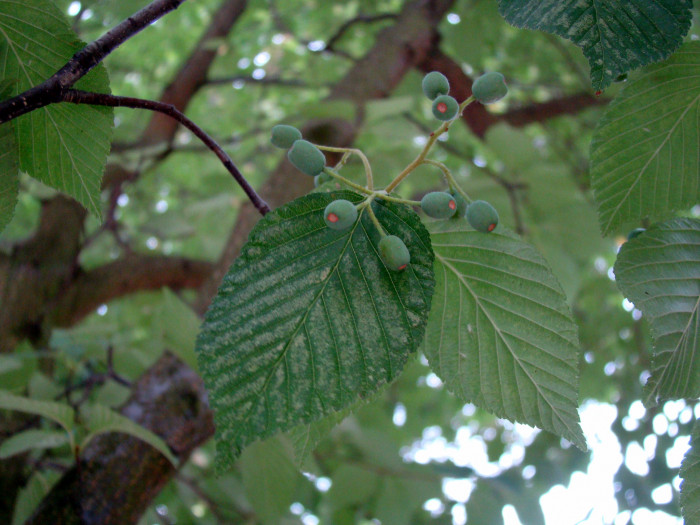 팥배나무 - Korean mountain ash, Sorbus alnifolia (Siebold & Zucc.) K.Koch