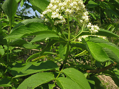 덧나무 사진 - Sambucus sieboldiana (Miq.) Blume ex Graebn. Photos