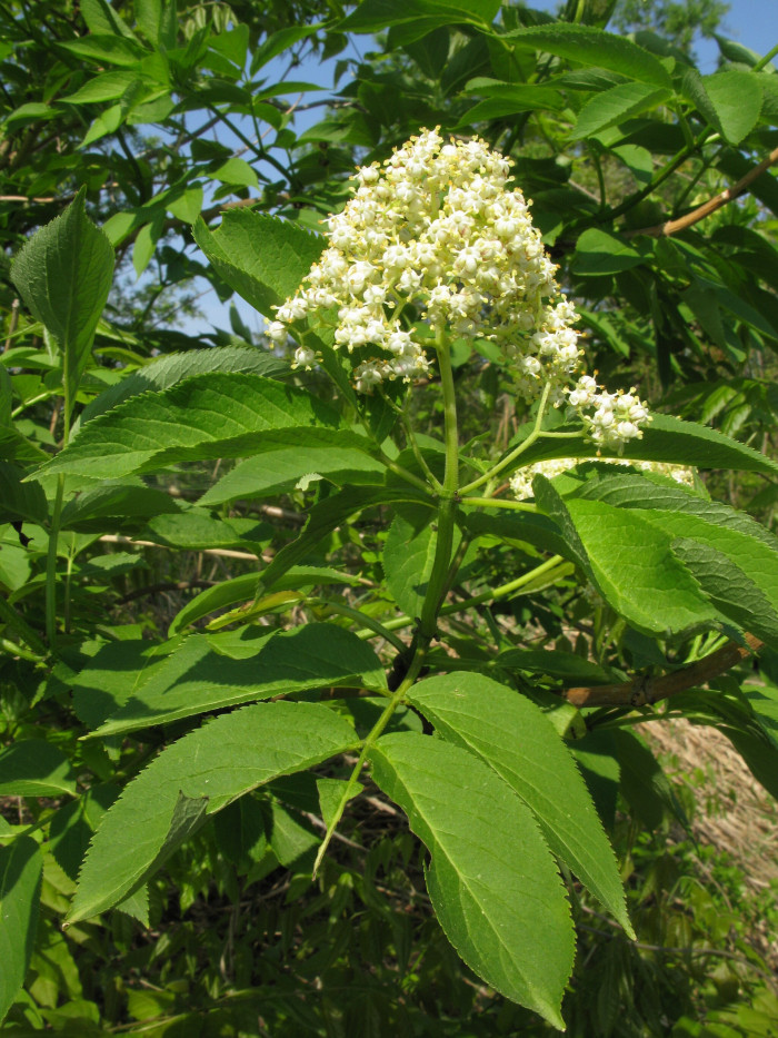 덧나무 - Sambucus sieboldiana (Miq.) Blume ex Graebn.