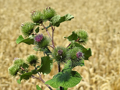 우엉 사진 - Arctium lappa L. Photos