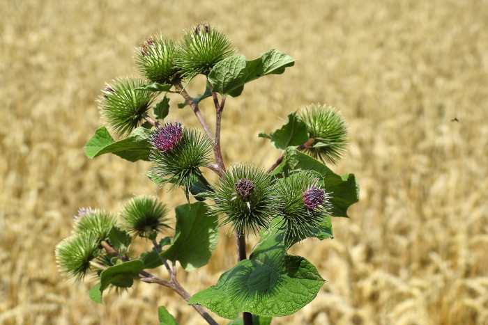 우엉 - Arctium lappa L.