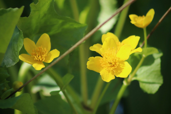 동의나물 - Caltha palustris var
