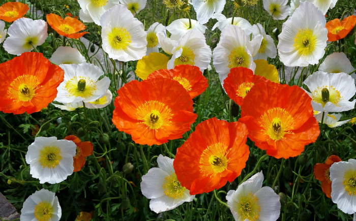 숙근꽃양귀비 - Iceland Poppy, Papaver nudicaule