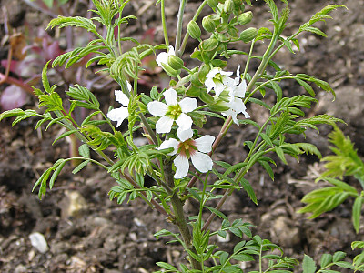 기름모과나무 사진 - Xanthoceras sorbifolia Photos