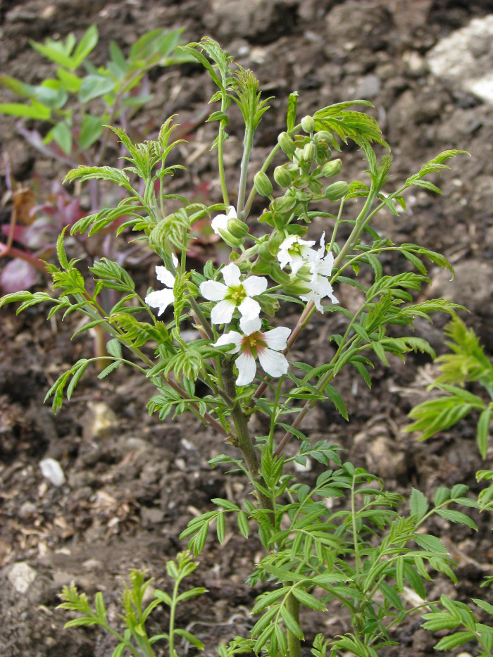 기름모과나무 - yellowhorn, Xanthoceras sorbifolia