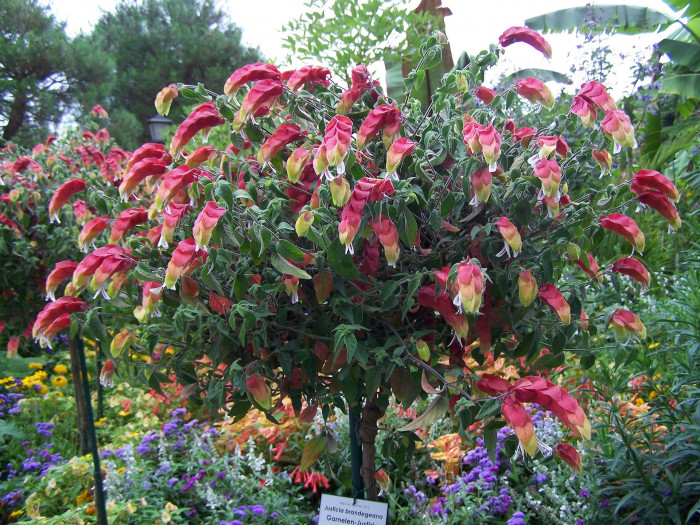 새우풀 - Mexican Shrimp Plant, Shrimp Plant, Shrimp Flower, False Hop, Justicia brandegeeana