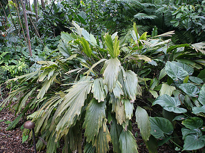 아렌가 코데이터 사진 - Arenga caudata Photos