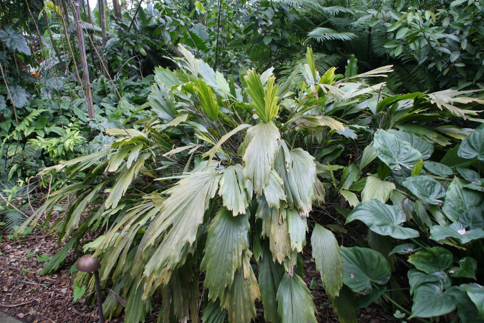 아렌가 코데이터 - Miniature Sugar Palm, Arenga caudata