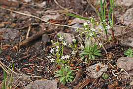 명천봄맞이 - Androsace septentrionalis L.