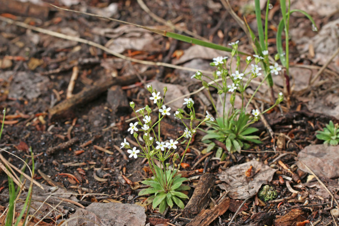 명천봄맞이 - Androsace septentrionalis L.