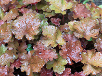 휴케라 사진 - Heuchera L. Photos